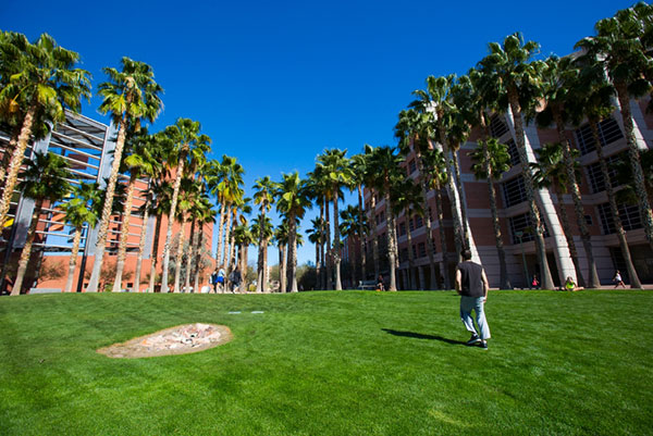 Large grassy area with palm trees